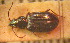  (Bembidion peleum - BGE_00900_G10)  @11 [ ] Copyright (c) (2025) Zinenko Oleksandr Museum of Nature of V.N. Karazin Kharkiv National University