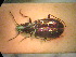  ( - BGE_00900_G02)  @11 [ ] Copyright (c) (2025) Zinenko Oleksandr Museum of Nature of V.N. Karazin Kharkiv National University