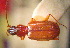  (Bembidion kiritschenkoi - BGE_00900_G03)  @11 [ ] Copyright (c) (2025) Zinenko Oleksandr Museum of Nature of V.N. Karazin Kharkiv National University