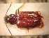  ( - BGE_00900_H10)  @11 [ ] Copyright (c) (2025) Zinenko Oleksandr Museum of Nature of V.N. Karazin Kharkiv National University