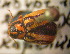  (Cryptocephalus gamma - BGE_00900_H11)  @11 [ ] Copyright (c) (2025) Zinenko Oleksandr Museum of Nature of V.N. Karazin Kharkiv National University
