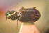  (Bembidion mesasiaticum - BGE_00900_H01)  @11 [ ] Copyright (c) (2025) Zinenko Oleksandr Museum of Nature of V.N. Karazin Kharkiv National University