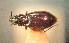  (Bembidion jacobsoni - BGE_00900_H02)  @11 [ ] Copyright (c) (2025) Zinenko Oleksandr Museum of Nature of V.N. Karazin Kharkiv National University