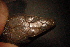 (Darevskia - gDNA MTD-TD 25634)  @11 [ ] Copyright (c) (2025) Zinenko Oleksandr Museum of Nature of V.N. Karazin Kharkiv National University