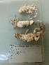  ( - gDNA MTD-TD 25631b)  @11 [ ] Copyright (c) (2025) Glib Mazepa Museum of Nature of V.N. Karazin Kharkiv National University