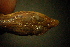  (Eremias - gDNA MTD-TD 25633)  @11 [ ] Copyright (c) (2025) Zinenko Oleksandr Museum of Nature of V.N. Karazin Kharkiv National University