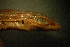  ( - gDNA MTD-TD 25633)  @11 [ ] Copyright (c) (2025) Zinenko Oleksandr Museum of Nature of V.N. Karazin Kharkiv National University