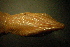  ( - gDNA MTD-TD 25633)  @11 [ ] Copyright (c) (2025) Zinenko Oleksandr Museum of Nature of V.N. Karazin Kharkiv National University