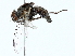  ( - BIOUG80128-A07)  @11 [ ] CreativeCommons - Attribution (2022) CBG Photography Group Centre for Biodiversity Genomics