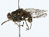  (Glossina swynnertoni - BIOUG80128-G04)  @11 [ ] CreativeCommons - Attribution (2022) CBG Photography Group Centre for Biodiversity Genomics