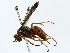  ( - BIOUG85471-B09)  @11 [ ] CreativeCommons - Attribution (2022) CBG Photography Group Centre for Biodiversity Genomics