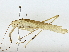  ( - BIOUG91293-F08)  @11 [ ] CreativeCommons - Attribution (2022) CBG Photography Group Centre for Biodiversity Genomics