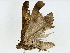  ( - BIOUG91294-B06)  @11 [ ] CreativeCommons - Attribution (2022) CBG Photography Group Centre for Biodiversity Genomics