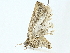  ( - BIOUG95350-C11)  @11 [ ] CreativeCommons - Attribution (2022) CBG Photography Group Centre for Biodiversity Genomics