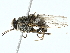  (Glossina swynnertoni - BIOUG95350-H09)  @11 [ ] CreativeCommons - Attribution (2022) CBG Photography Group Centre for Biodiversity Genomics