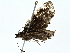  ( - BIOUG95352-A09)  @11 [ ] CreativeCommons - Attribution (2022) CBG Photography Group Centre for Biodiversity Genomics