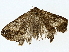  ( - BIOUG95352-A12)  @11 [ ] CreativeCommons - Attribution (2022) CBG Photography Group Centre for Biodiversity Genomics