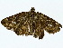  ( - BIOUG95352-D09)  @11 [ ] CreativeCommons - Attribution (2022) CBG Photography Group Centre for Biodiversity Genomics