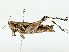  (Phaeocatantops - BIOUG89980-H04)  @11 [ ] CreativeCommons - Attribution (2022) CBG Photography Group Centre for Biodiversity Genomics
