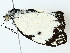  ( - BIOUG97770-C11)  @11 [ ] CreativeCommons - Attribution (2023) CBG Photography Group Centre for Biodiversity Genomics