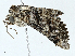  ( - BIOUG97770-F12)  @11 [ ] CreativeCommons - Attribution (2023) CBG Photography Group Centre for Biodiversity Genomics