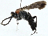  (Schistonyx nyassae - BIOUG97771-B04)  @11 [ ] CreativeCommons - Attribution (2023) CBG Photography Group Centre for Biodiversity Genomics