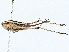  (Chortoscirtes - BIOUG97771-F08)  @11 [ ] CreativeCommons - Attribution (2023) CBG Photography Group Centre for Biodiversity Genomics