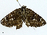  ( - BIOUG97772-B03)  @11 [ ] CreativeCommons - Attribution (2023) CBG Photography Group Centre for Biodiversity Genomics