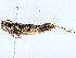  ( - BIOUG97772-H06)  @11 [ ] CreativeCommons - Attribution (2023) CBG Photography Group Centre for Biodiversity Genomics