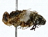  ( - BIOUG91295-C05)  @11 [ ] CreativeCommons - Attribution (2022) CBG Photography Group Centre for Biodiversity Genomics