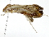  ( - BIOUG91295-H07)  @11 [ ] CreativeCommons - Attribution (2022) CBG Photography Group Centre for Biodiversity Genomics