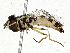  ( - BIOUG91297-C02)  @11 [ ] CreativeCommons - Attribution (2022) CBG Photography Group Centre for Biodiversity Genomics