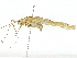  ( - BIOUG91298-E03)  @11 [ ] CreativeCommons - Attribution (2022) CBG Photography Group Centre for Biodiversity Genomics