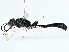  ( - BIOUG97746-G05)  @11 [ ] CreativeCommons - Attribution (2023) CBG Photography Group Centre for Biodiversity Genomics