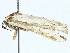  ( - BIOUG97751-B06)  @11 [ ] CreativeCommons - Attribution (2023) CBG Photography Group Centre for Biodiversity Genomics