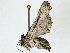  ( - BIOUG89976-H10)  @11 [ ] CreativeCommons - Attribution (2022) CBG Photography Group Centre for Biodiversity Genomics