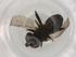  (Eristalinus smaragdinus - BIOUG97145-D03)  @11 [ ] CreativeCommons - Attribution (2023) Centre for Biodiversity Genomics Centre for Biodiversity Genomics
