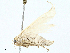  ( - BIOUG97762-B08)  @11 [ ] CreativeCommons - Attribution (2023) CBG Photography Group Centre for Biodiversity Genomics