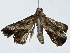 ( - BIOUG91343-G11)  @11 [ ] CreativeCommons - Attribution (2022) CBG Photography Group Centre for Biodiversity Genomics