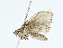  ( - BIOUG98712-G03)  @11 [ ] CreativeCommons - Attribution (2023) CBG Photography Group Centre for Biodiversity Genomics
