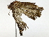  ( - BIOUG91298-H03)  @11 [ ] CreativeCommons - Attribution (2022) CBG Photography Group Centre for Biodiversity Genomics