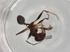  (Pheidole liengmei - BIOUG94799-H09)  @11 [ ] CreativeCommons - Attribution (2022) Centre for Biodiversity Genomics Centre for Biodiversity Genomics