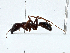  (Dorylus arcens - BIOUG97753-G10)  @11 [ ] CreativeCommons - Attribution (2023) CBG Photography Group Centre for Biodiversity Genomics