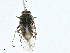  ( - CBG-A00261-G02)  @11 [ ] CreativeCommons - Attribution (2023) CBG Photography Group Centre for Biodiversity Genomics