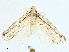  ( - CBG-A00262-E01)  @11 [ ] CreativeCommons - Attribution (2023) CBG Photography Group Centre for Biodiversity Genomics