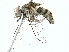  ( - BIOUG89978-H01)  @11 [ ] CreativeCommons - Attribution (2022) CBG Photography Group Centre for Biodiversity Genomics