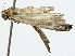  ( - BIOUG91342-C02)  @11 [ ] CreativeCommons - Attribution (2022) CBG Photography Group Centre for Biodiversity Genomics