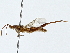  (Nemausus sordidatus - BIOUG91342-C11)  @11 [ ] CreativeCommons - Attribution (2022) CBG Photography Group Centre for Biodiversity Genomics