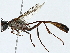  ( - BIOUG91343-D10)  @11 [ ] CreativeCommons - Attribution (2022) CBG Photography Group Centre for Biodiversity Genomics