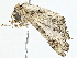  ( - BIOUG95349-D03)  @11 [ ] CreativeCommons - Attribution (2022) CBG Photography Group Centre for Biodiversity Genomics